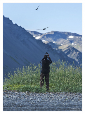 Илья фотоохотится на полярных крачек - очень агрессивных северных птиц.