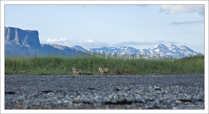 Овцы в Исландии встречаются чаще, чем люди.