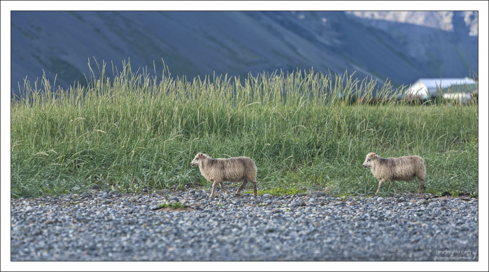 Овцы на пляже на полуострове Снайфедльснес.