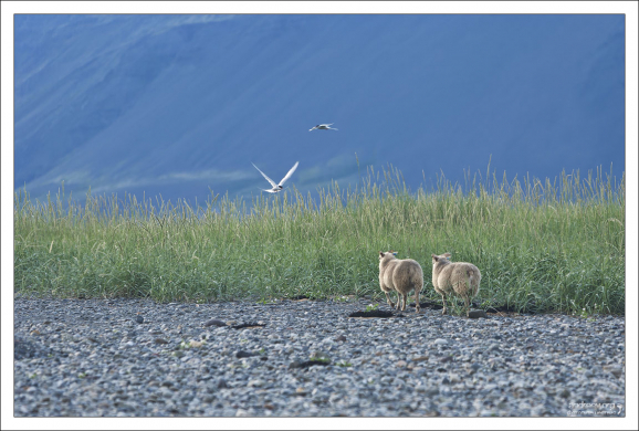 Овцы и гнездовье полярных крачек.