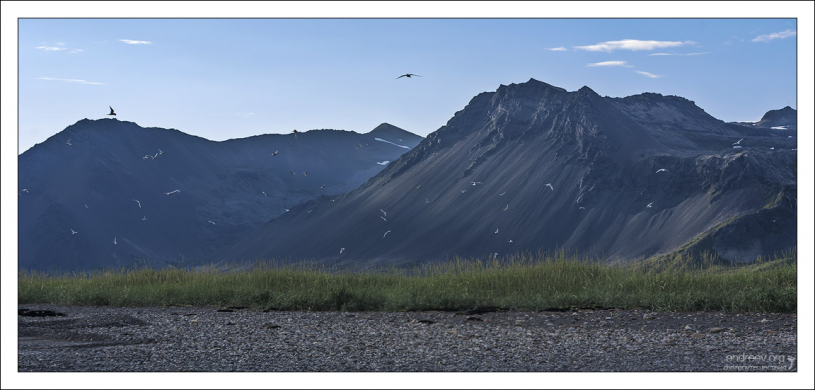 Полярные крачки (Sterna paradisaea) слетаются на ночлег.