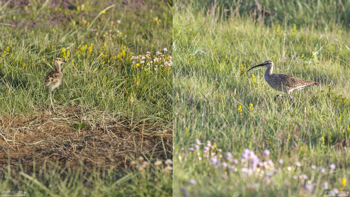 Кроншнеп (Whimbrel) с птенцом.