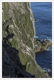 Látrabjarg - самая западная точка Европы.