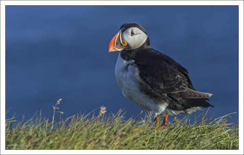 Атлантический тупик, он же - puffin, он же - "морской клоун", он же - "Арктический монах".