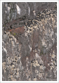 Колония морских птиц.