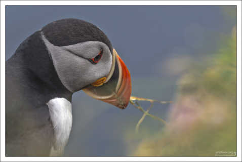 Характерной особенностью птицы является высокий ярко окрашенный клюв, который сильно сжат с боков.