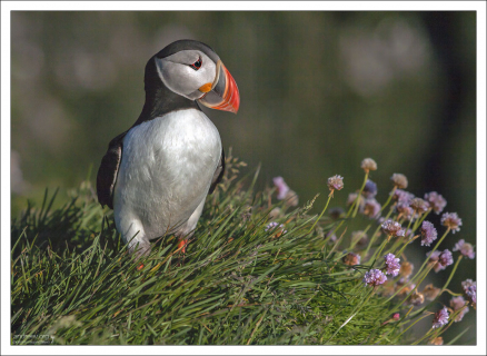 Тупик-романтик в цветах.