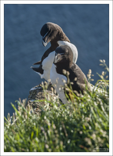 Соседи тупиков - морские птицы гагарки (лат. Alca torda).