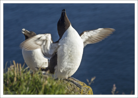 Гагарки образуют большие птичьи базары вместе с другими представителями семейства чистиковых.