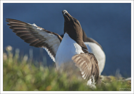 Размах крыльев гагарок достигает 70 см.
