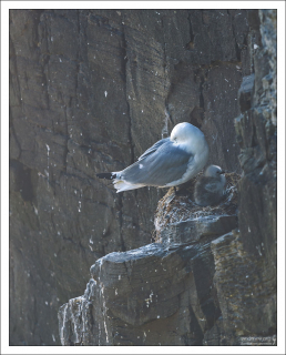 Чайка с птенцом в гнезде.