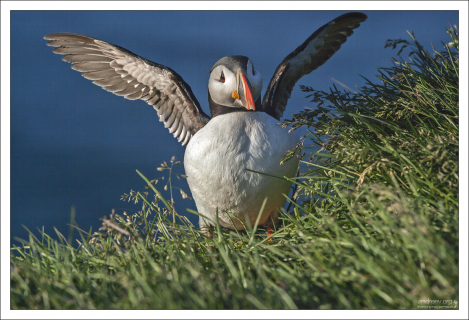 Взрослый тупик (Atlantic Puffin) весит примерно 500 граммов, а его рост составляет где-то 30 сантиметров.