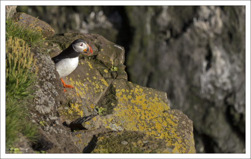 Гнезда тупики роют в земле, на краю утеса.