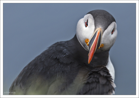 Красный роговой чехол на клюве тупика ежегодно сменяется, и количество бороздок на нем с возрастом увеличивается.
