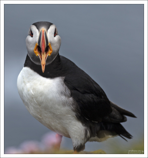 По клюву можно определять точный возраст птиц.