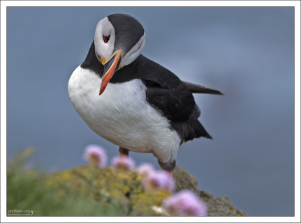 Сорвать... не сорвать...