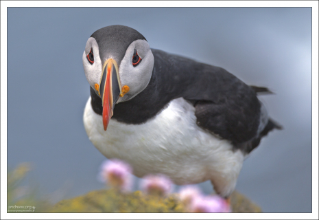 Грустный клоун. Прозвище тупиков – “Clown of the sea”.