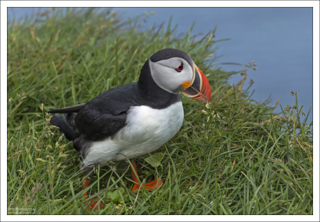 Обитает тупик на побережьях северной части Атлантического океана, с самыми крупными колониями в Исландии и на Фарерских островах.