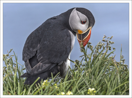 Никто не знает, какова максимальная продолжительность жизни тупика. Один из зафиксированных рекордов – 29 лет, но специалисты подозревают, что это не предел.