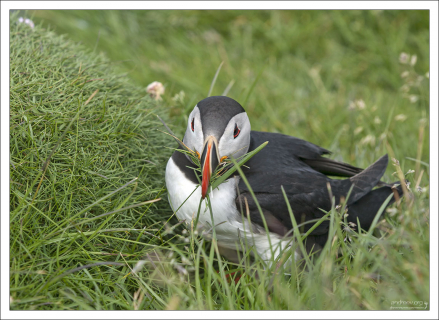 Тупик обустраивает гнездо.