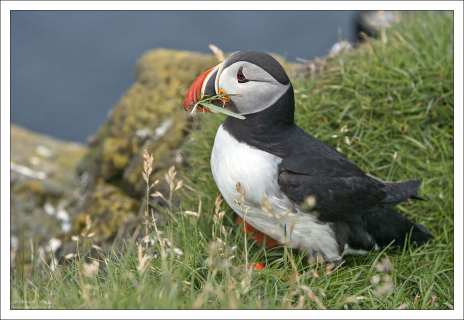 Хозяйственный.