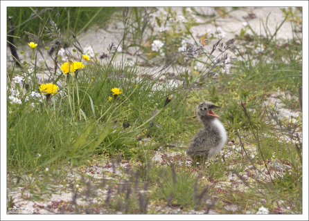 Птенцы полярной крачки покрыты пухом, а уже через 20 дней после рождения становятся на крыло.