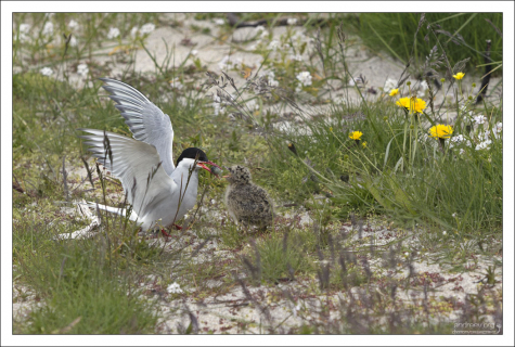 В течение первого месяца жизни за питание птенца отвечают исключительно родители.