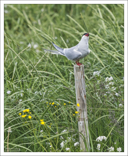 Полярная крачка (лат. Sterna paradisaea) оценивает опасность.