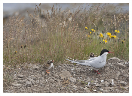 Маленькие птенцы хорошо приспособлены к суровой погоде, поэтому среди них довольно высокий процент выживаемости – 82%.