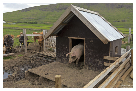 На ферме Erpsstadir.