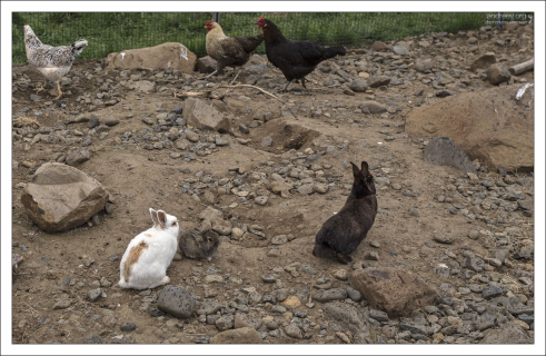 Кролики и куры на ферме Эрпстадир на северо-западе Исландии.