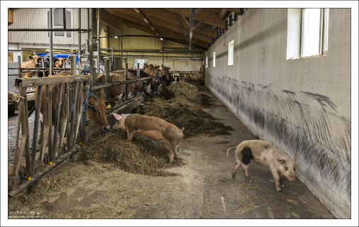 Коровник фермы Erpsstadir.