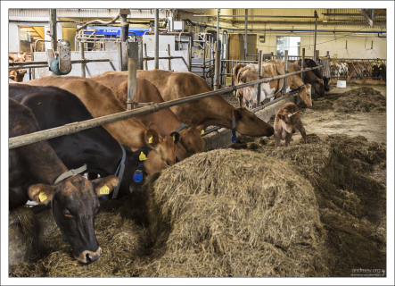 Кушать подано!