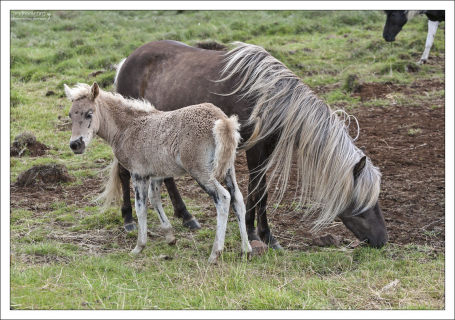 Лошадиная семья у дороги.