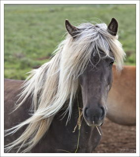 Лошадь невероятной красоты.