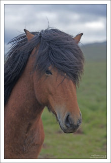 Скромная брюнетка.