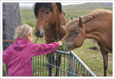 Лошади с удивлением рассматривают маленькую Сашу.