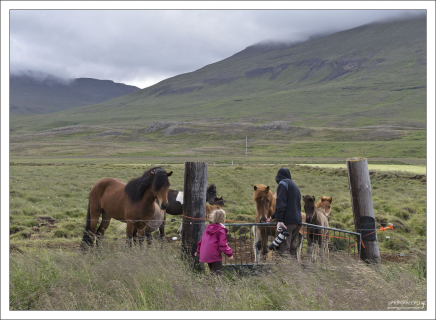 В X-м веке был принят закон, запрещающий импортировать лошадей в страну, чтобы предотвратить эпидемии.