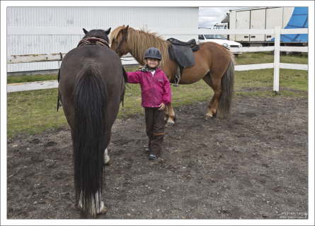 Исландские лошади имеют небольшой рост - до 144 см в холке.
