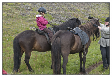 Исландских лошадей не следует путать с пони, несмотря на их сходство.