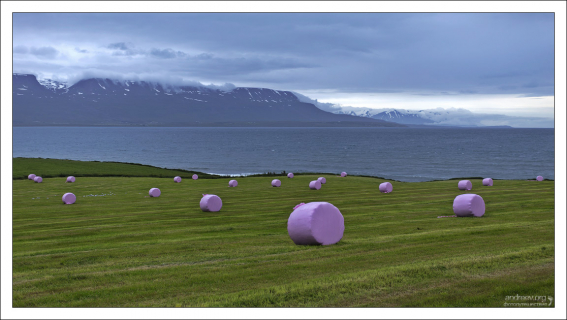 Сено в яркой розовой упаковке.