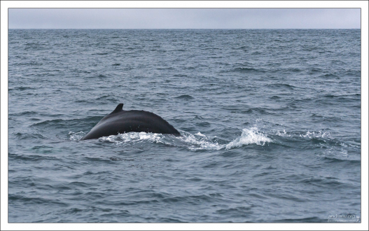 Спина горбатого кита.
