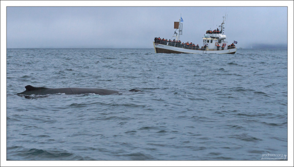 Горбатый кит довольно тихоходен: его скорость при миграциях не превышает 15 км/ч, а значит наблюдать за ним сравнительно легко.