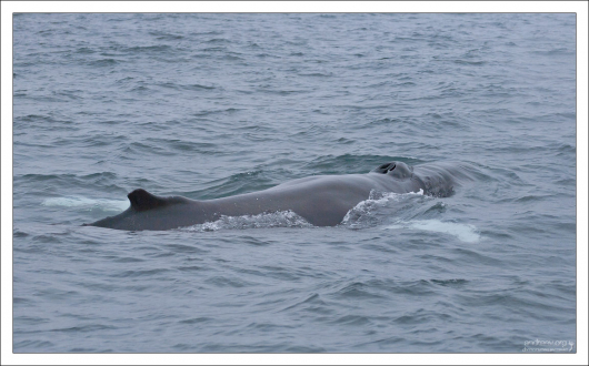Humpback whale из подотряда усатых.
