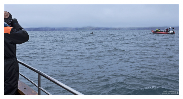 Фото-охота на китов в самом разгаре.