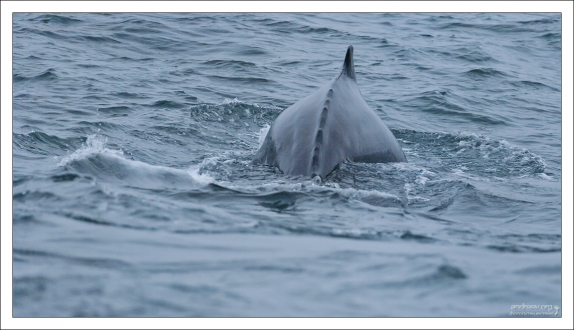 Горбатый кит – один из самых энергичных и акробатичных больших китов, чьё поведение, включая эффектное выпрыгивание из воды, привлекает к нему внимание туристов.