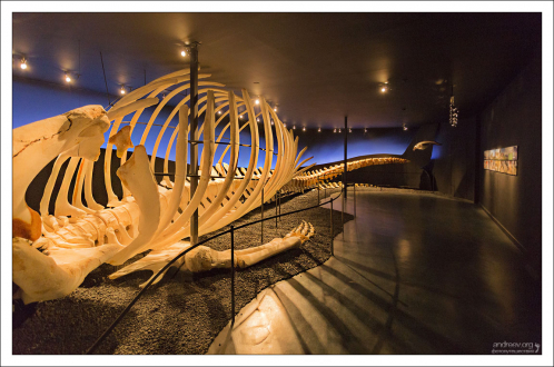 В музее представлены скелеты нескольких видов китов.