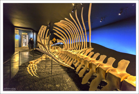 25-метровый скелет самки Синего кита.