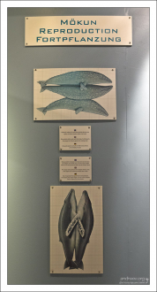 Трудности воспроизводства китов.