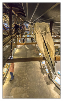 Музей китов в Хусавике (The Húsavík Whale Museum).